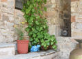 Money Plant Vastu: Right Direction & Placement for Wealth and Prosperity