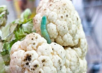 How to Make Cauliflower Completely Pest-Free: Follow These Easy Tips