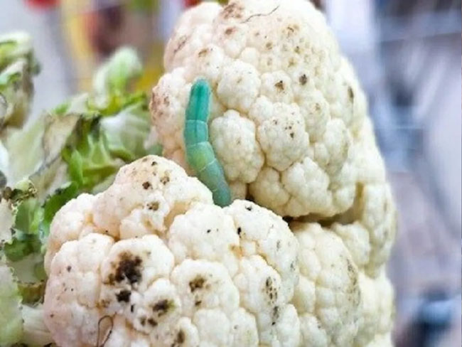 How to Make Cauliflower Completely Pest-Free: Follow These Easy Tips