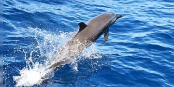 “Kamikaze Dolphins” and the Noise of Modern Warfare Narratives