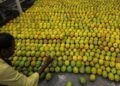 Nepal Clarifies: No Ban on Indian Mango Imports