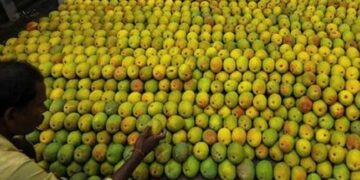 Nepal Clarifies: No Ban on Indian Mango Imports