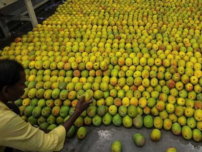 Nepal Clarifies: No Ban on Indian Mango Imports